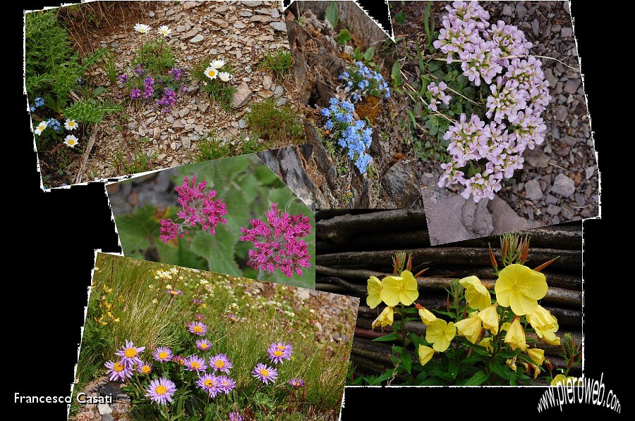 22 collage di fiori.jpg